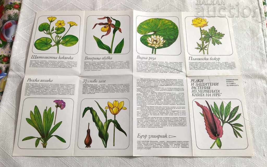 Delivery of PROTECTED PLANTS FROM THE "RED BOOK OF THE NRB" BROCHURE Delivery of PROTECTED PLANTS FROM THE "RED BOOK OF THE NRB" BROCHURE