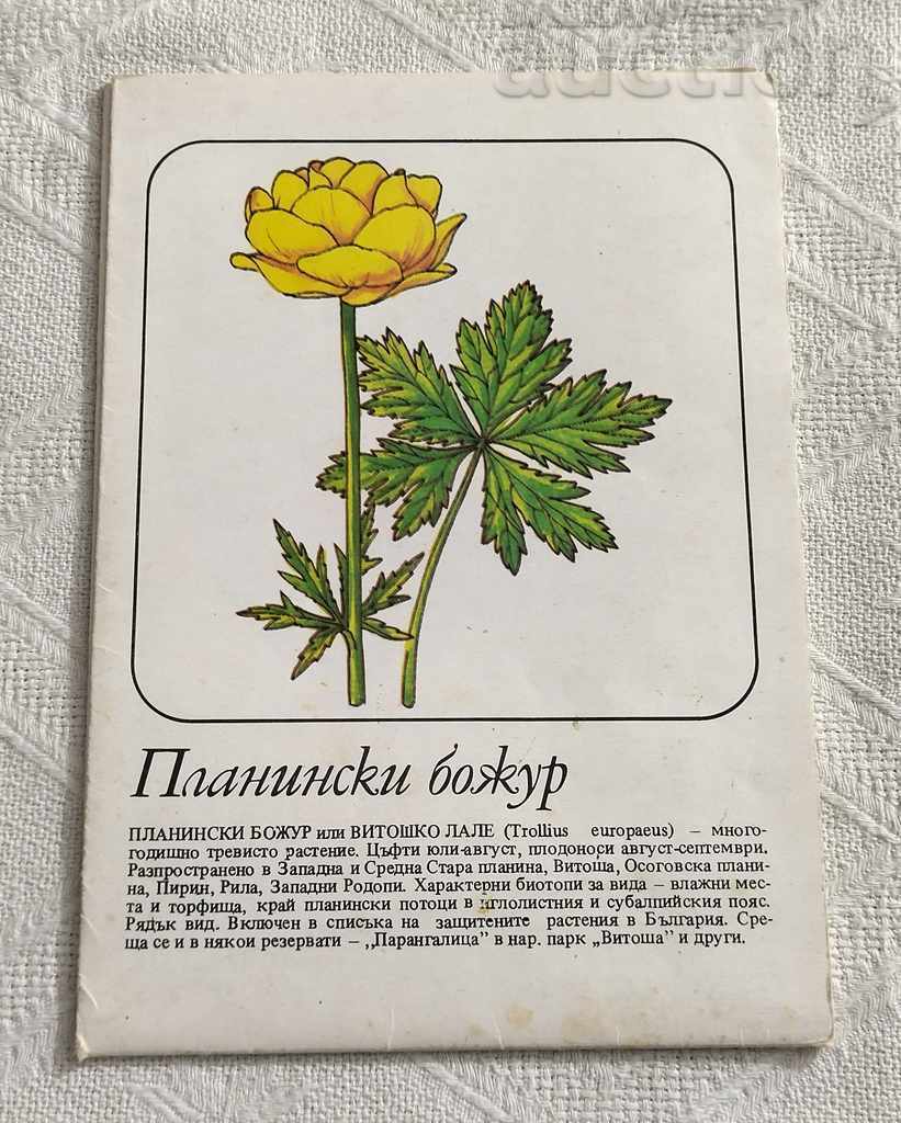 PROTECTED PLANTS FROM THE "RED BOOK OF THE NRB" BROCHURE - 5 PROTECTED PLANTS FROM THE "RED BOOK OF THE NRB" BROCHURE - 5