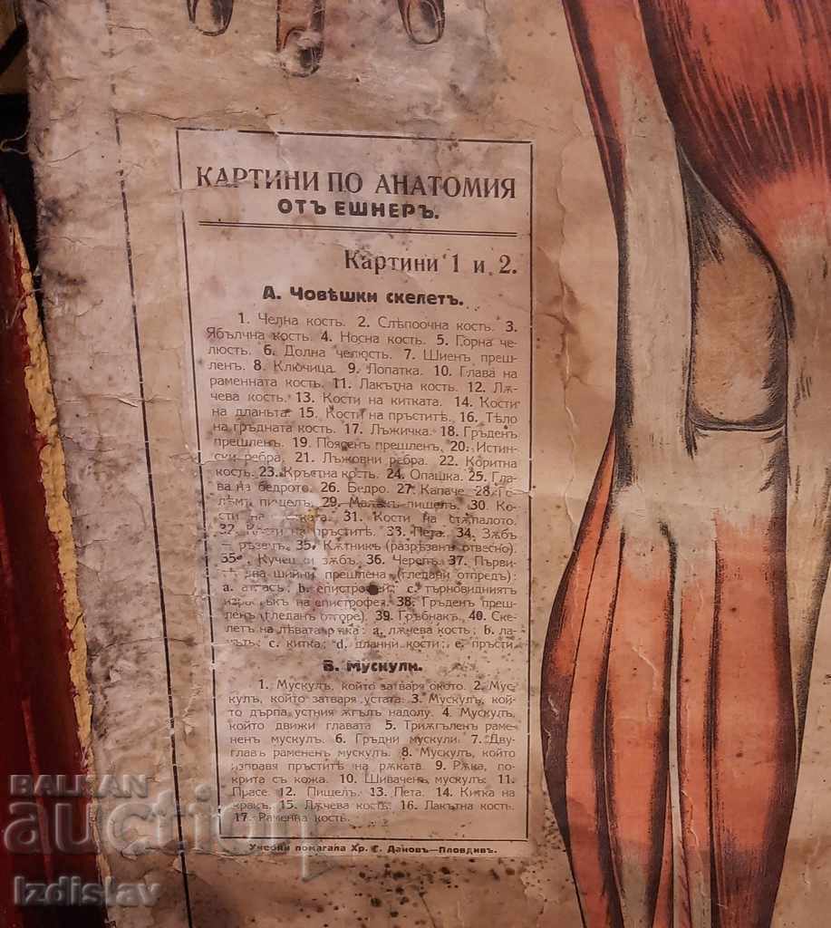 Old Textbook aids paintings in Anatomy, Hristo. G. Danov with price 400.00 BGN | € 204.52
