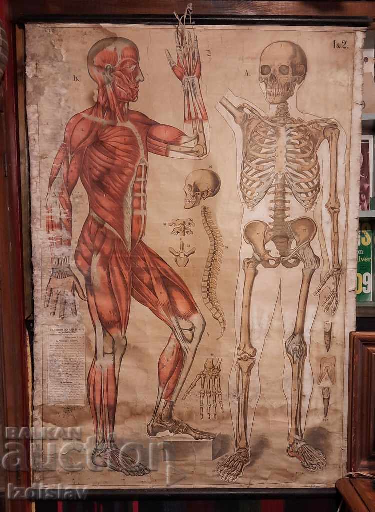 Auction  Old Textbook aids paintings in Anatomy, Hristo. G. Danov