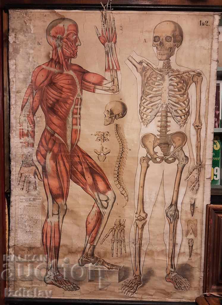 Old Textbook aids paintings in Anatomy, Hristo. G. Danov
