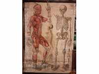 Old Textbook aids paintings in Anatomy, Hristo. G. Danov