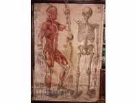 Old Textbook aids paintings in Anatomy, Hristo. G. Danov