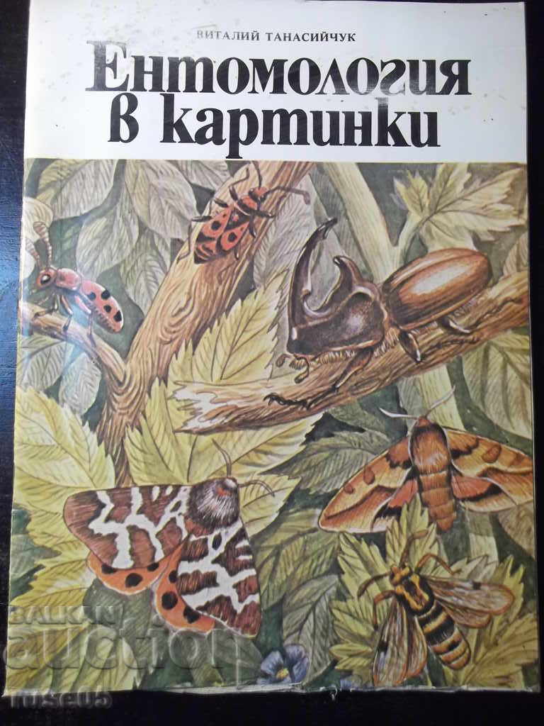 Cartea „Entomologie în imagini-Vitaly Tanasiychuk” - 40 de pagini.
