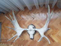 Big moose horns