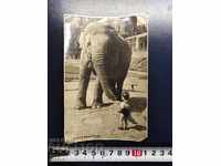 1955. OLD PHOTO-RUSSIAN PK, - Elephant, USSR
