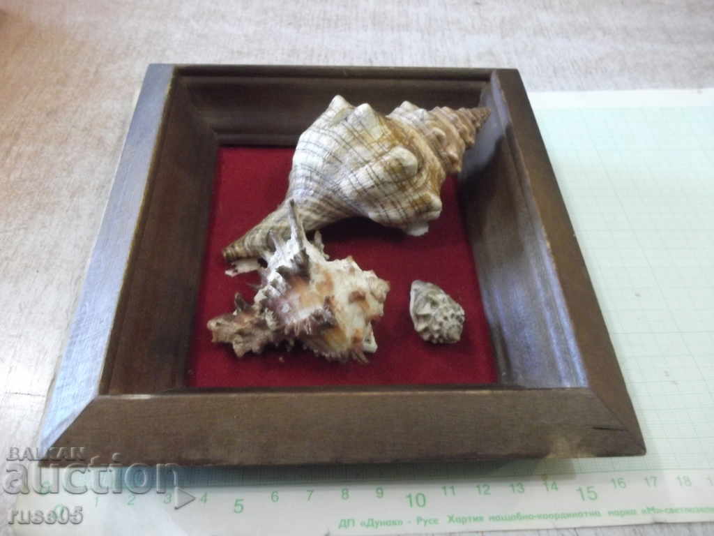 Κοχύλια σε ξύλινο πλαίσιο - 1 με τιμή 30.00 BGN | € 15.34 Κοχύλια σε ξύλινο πλαίσιο - 1 με τιμή 30.00 BGN | € 15.34