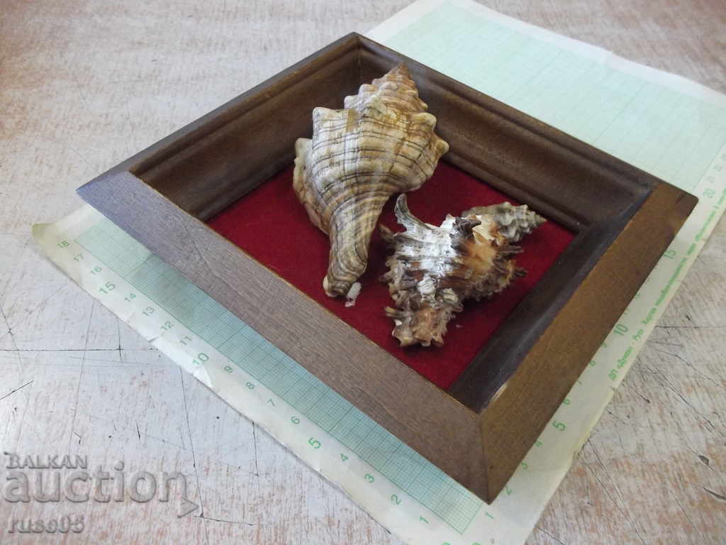 Δημοπρασία Κοχύλια σε ξύλινο πλαίσιο - 1 Δημοπρασία Κοχύλια σε ξύλινο πλαίσιο - 1