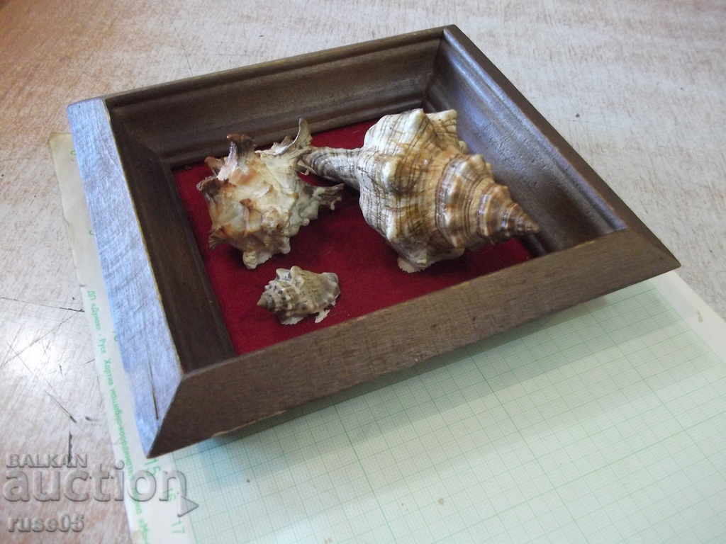 Παράδοση Κοχύλια σε ξύλινο πλαίσιο - 1 Παράδοση Κοχύλια σε ξύλινο πλαίσιο - 1