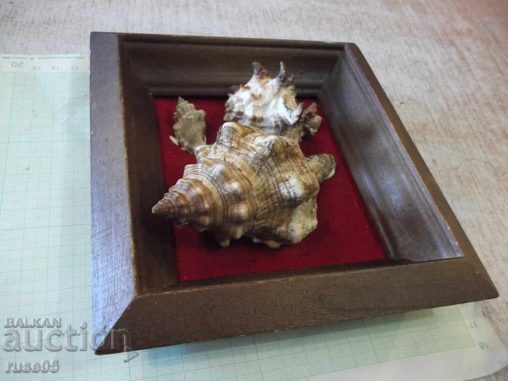 Κοχύλια σε ξύλινο πλαίσιο - 1 - 5 Κοχύλια σε ξύλινο πλαίσιο - 1 - 5