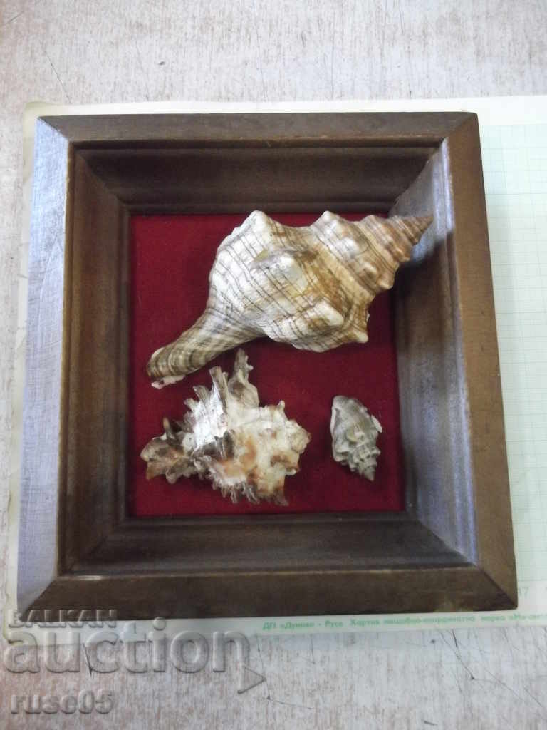 Shells in a wooden frame - 1
