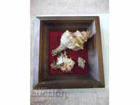 Shells in a wooden frame - 1
