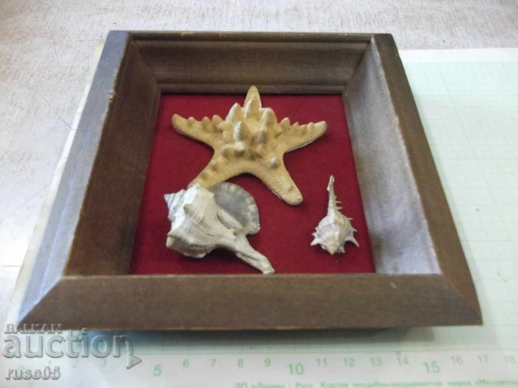 Shells in a wooden frame - 2 with price 30.00 BGN | € 15.34 Shells in a wooden frame - 2 with price 30.00 BGN | € 15.34