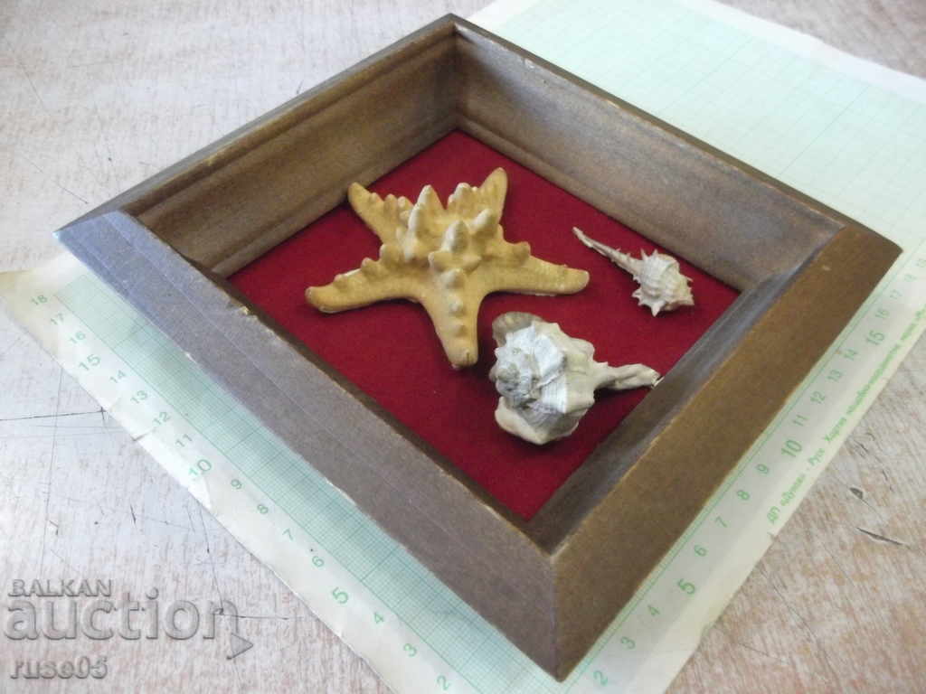 Auction Shells in a wooden frame - 2 Auction Shells in a wooden frame - 2
