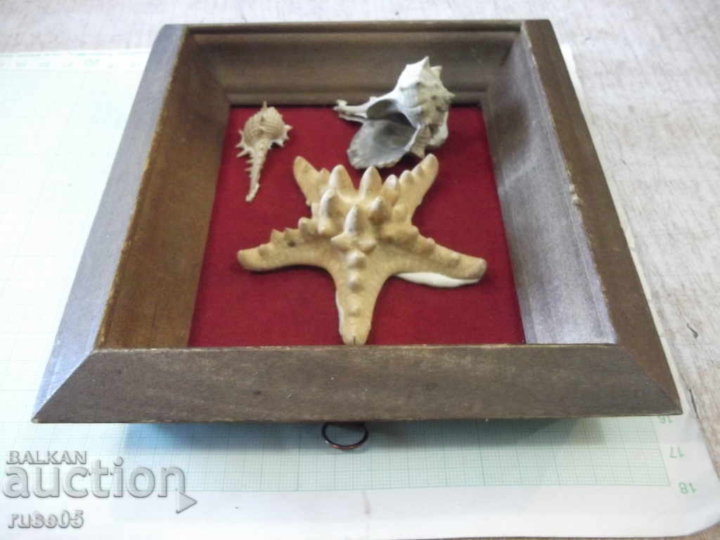 Delivery of Shells in a wooden frame - 2 Delivery of Shells in a wooden frame - 2