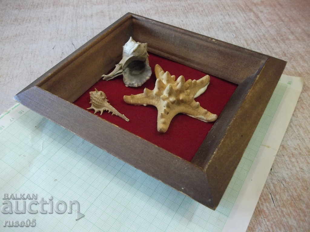Shells in a wooden frame - 2 - 5 Shells in a wooden frame - 2 - 5