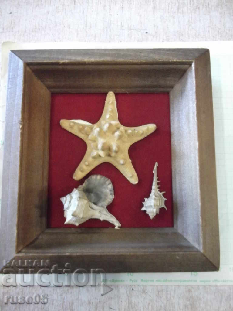 Shells in a wooden frame - 2