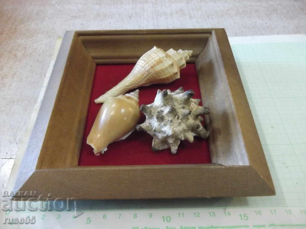 Shells in a wooden frame - 3 with price 30.00 BGN | € 15.34 Shells in a wooden frame - 3 with price 30.00 BGN | € 15.34
