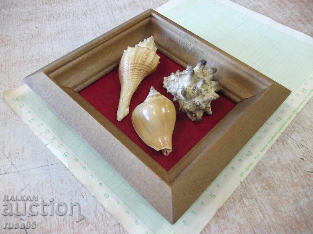 Auction Shells in a wooden frame - 3 Auction Shells in a wooden frame - 3