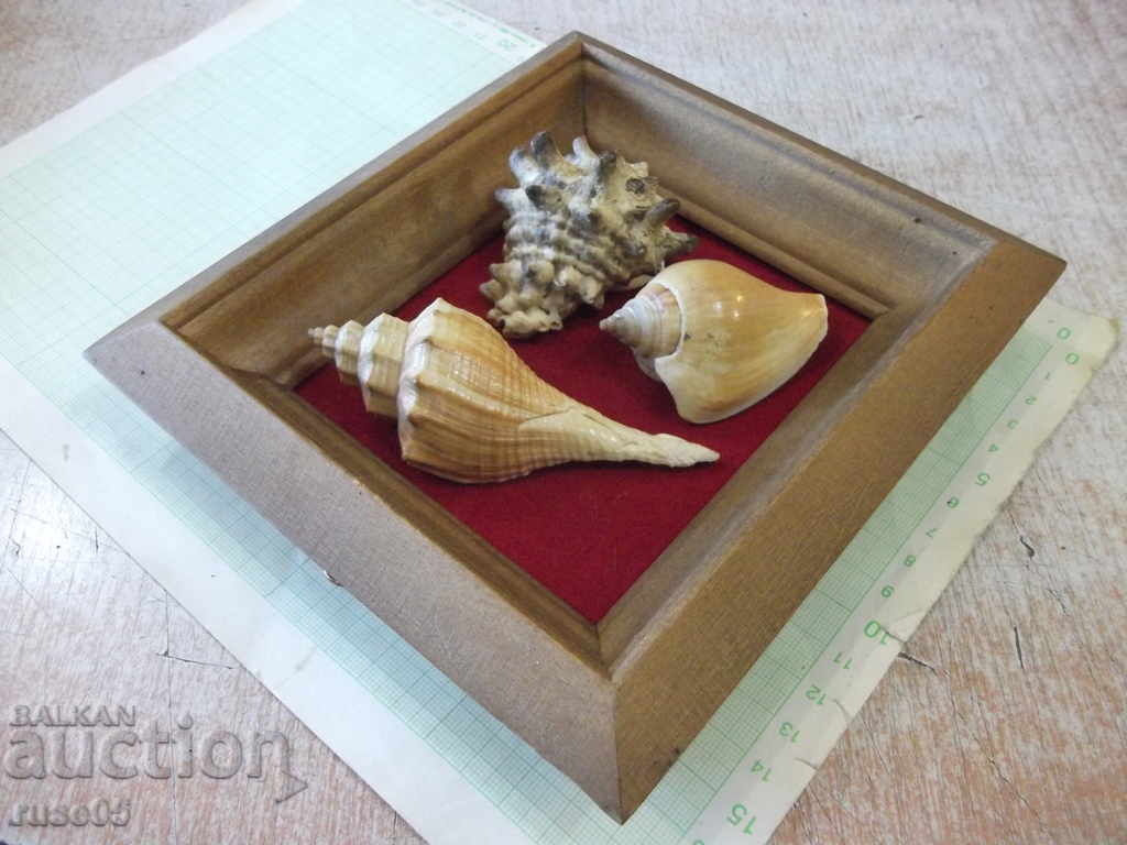 Delivery of Shells in a wooden frame - 3 Delivery of Shells in a wooden frame - 3