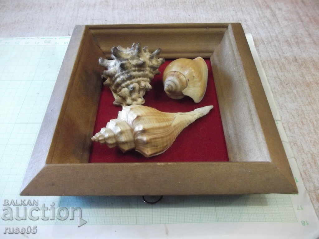 Shells in a wooden frame - 3 - 5 Shells in a wooden frame - 3 - 5