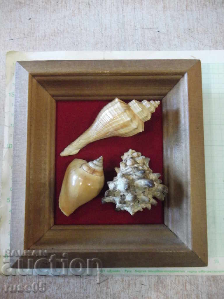 Shells in a wooden frame - 3