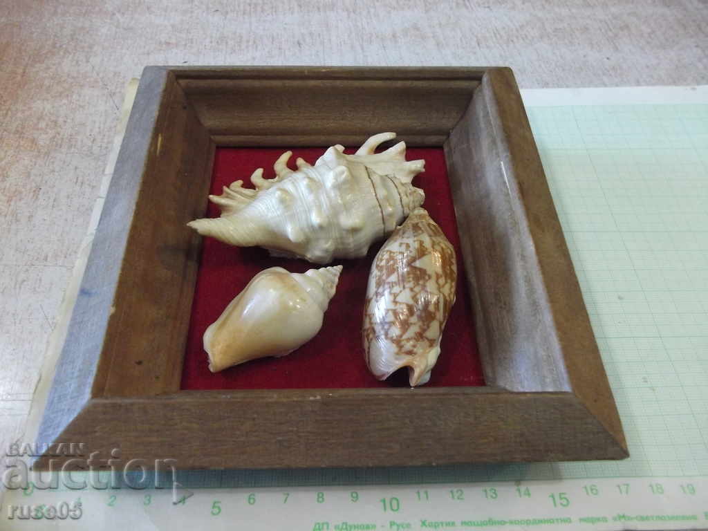 Shells in a wooden frame - 4 with price 30.00 BGN | € 15.34 Shells in a wooden frame - 4 with price 30.00 BGN | € 15.34