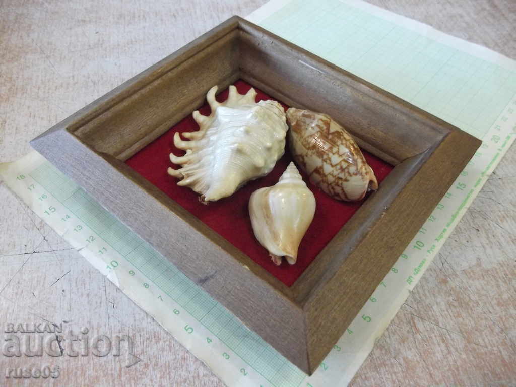 Auction Shells in a wooden frame - 4 Auction Shells in a wooden frame - 4