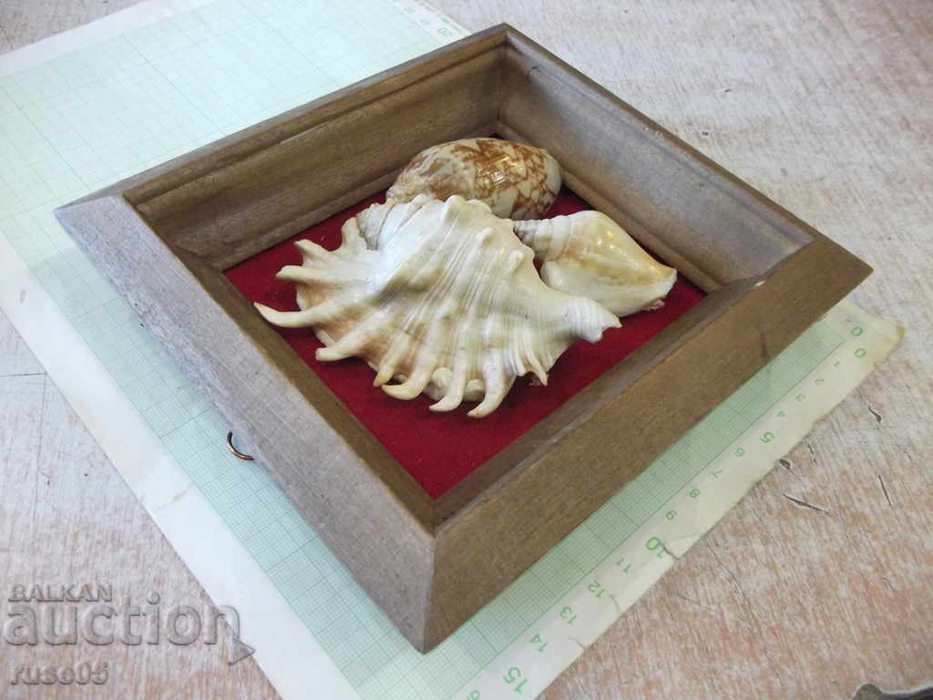 Delivery of Shells in a wooden frame - 4 Delivery of Shells in a wooden frame - 4