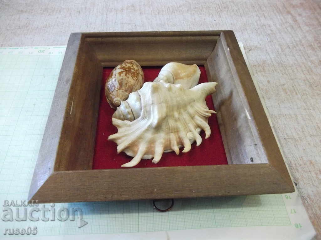 Shells in a wooden frame - 4 - 5 Shells in a wooden frame - 4 - 5
