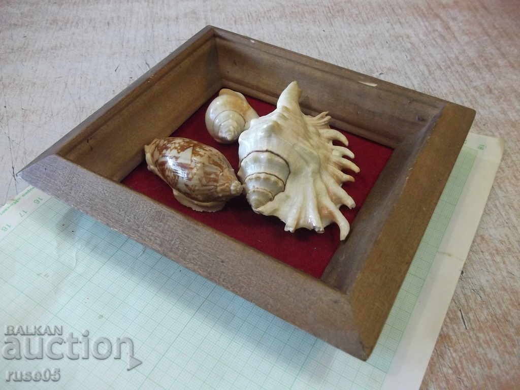 Shells in a wooden frame - 4 - 6 Shells in a wooden frame - 4 - 6