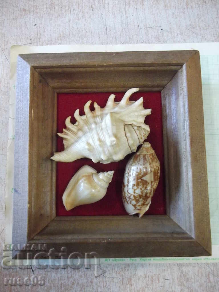 Shells in a wooden frame - 4