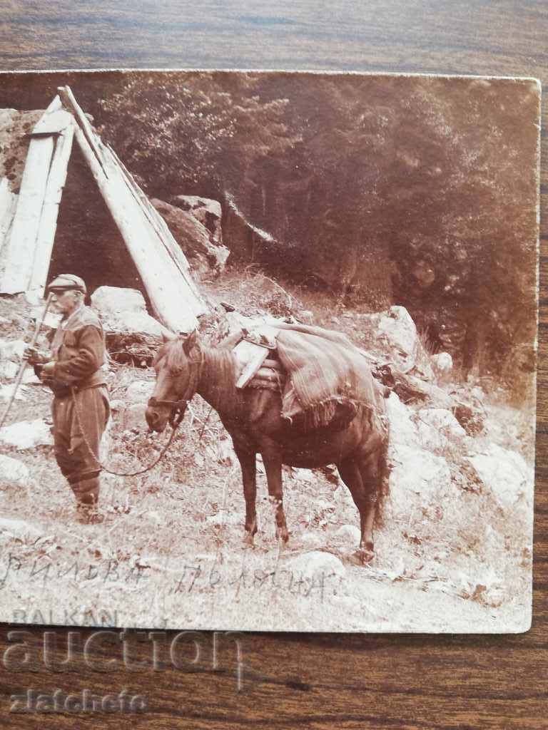 Auction Old photo - Auction Old photo -