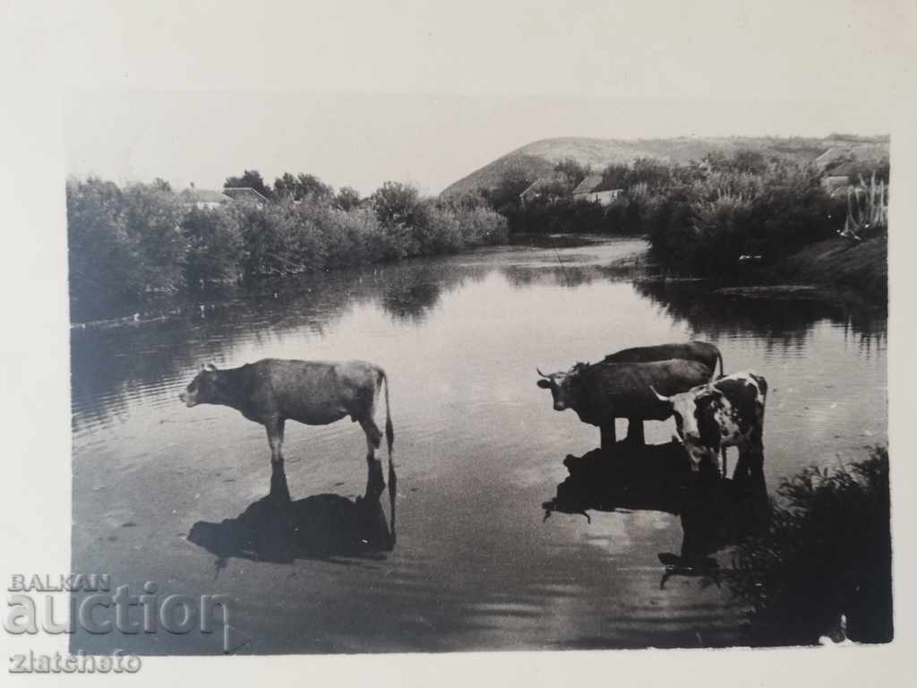 Old photo - Yablanitsa landscape with price 18.00 BGN | € 9.20 Old photo - Yablanitsa landscape with price 18.00 BGN | € 9.20