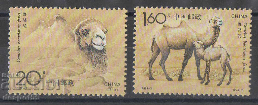 1993. China. Bactrian camel.