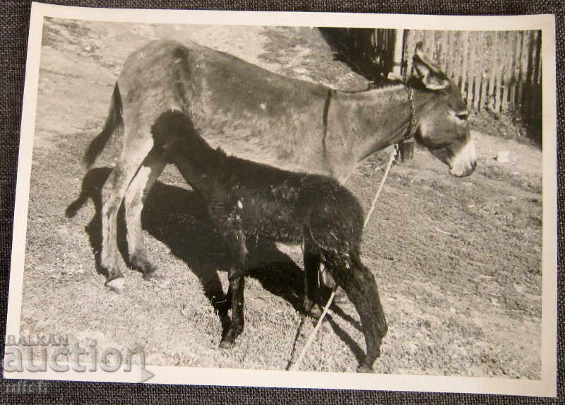 Animale veche artă fotografie artă fotografie 1940