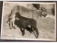Животни стара художествена арт фотография снимка 1940