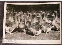 Ducks old art art photography photo 1940