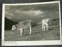 Теле теленца стара художествена арт фотография снимка 1940