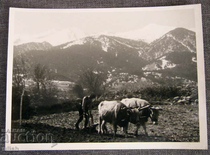 Spring plowing old art art photography photo 1940