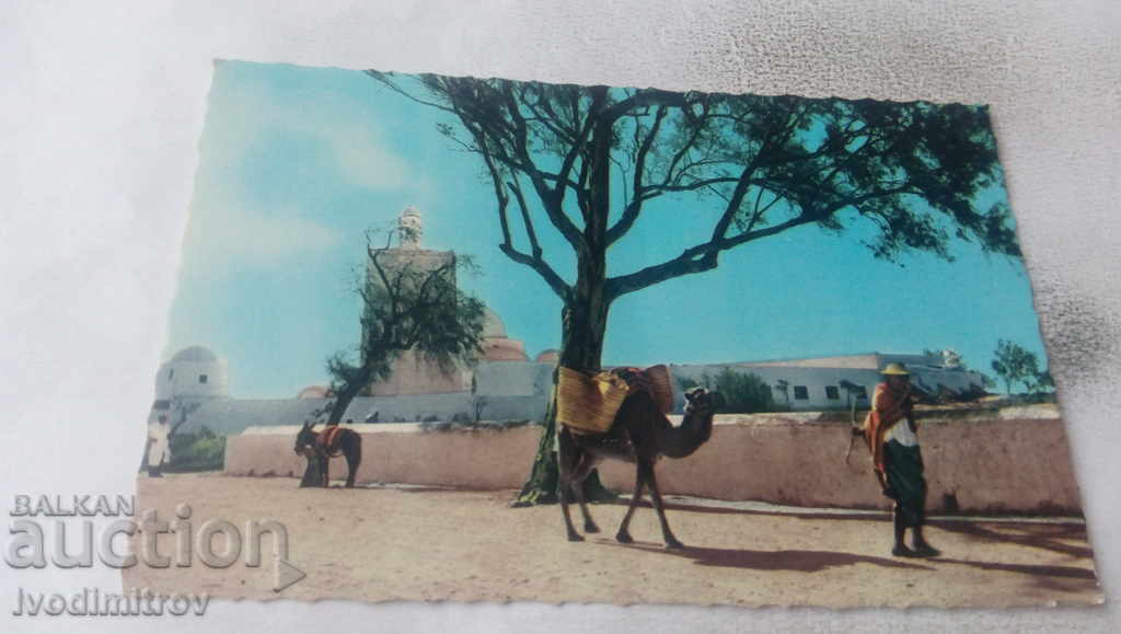 Postcard Djerba Scenes et Types 1965