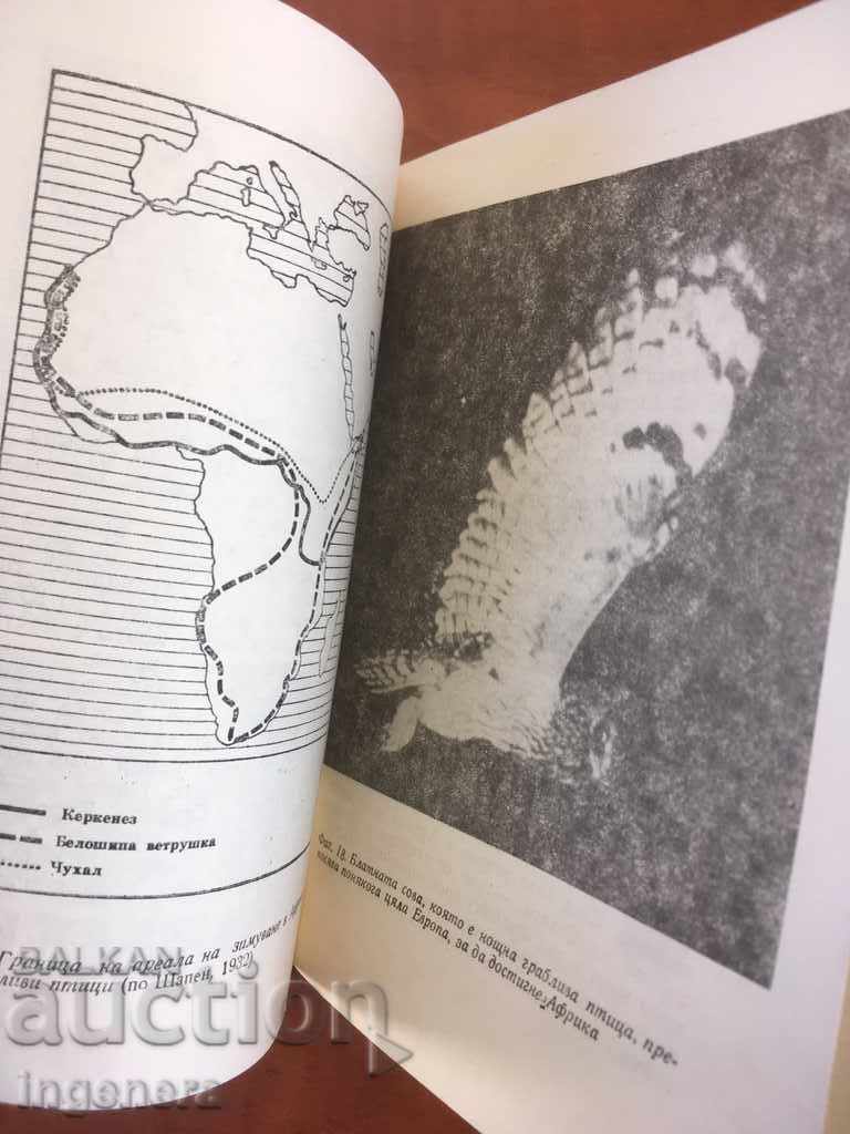 MOTHER RICHER'S BOOK-THE TRAVEL OF ANIMALS-1980 - 5 MOTHER RICHER'S BOOK-THE TRAVEL OF ANIMALS-1980 - 5