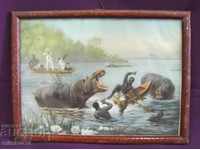 Vintage Lithograph by Hippos