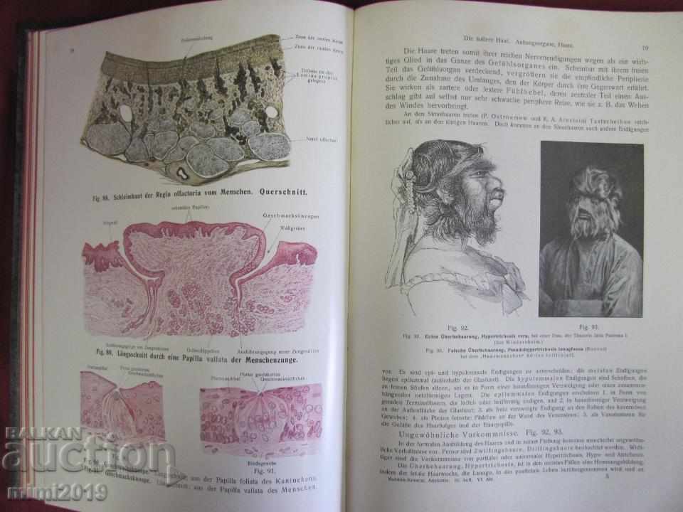 Auction 1916 Medical Atlas Book Auction 1916 Medical Atlas Book