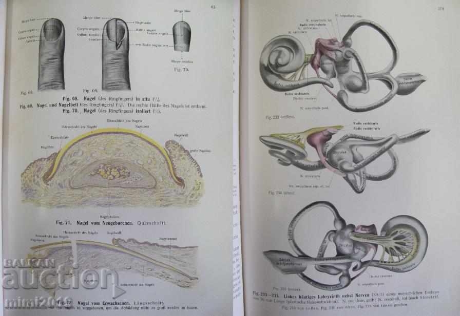 Delivery of 1916 Medical Atlas Book Delivery of 1916 Medical Atlas Book