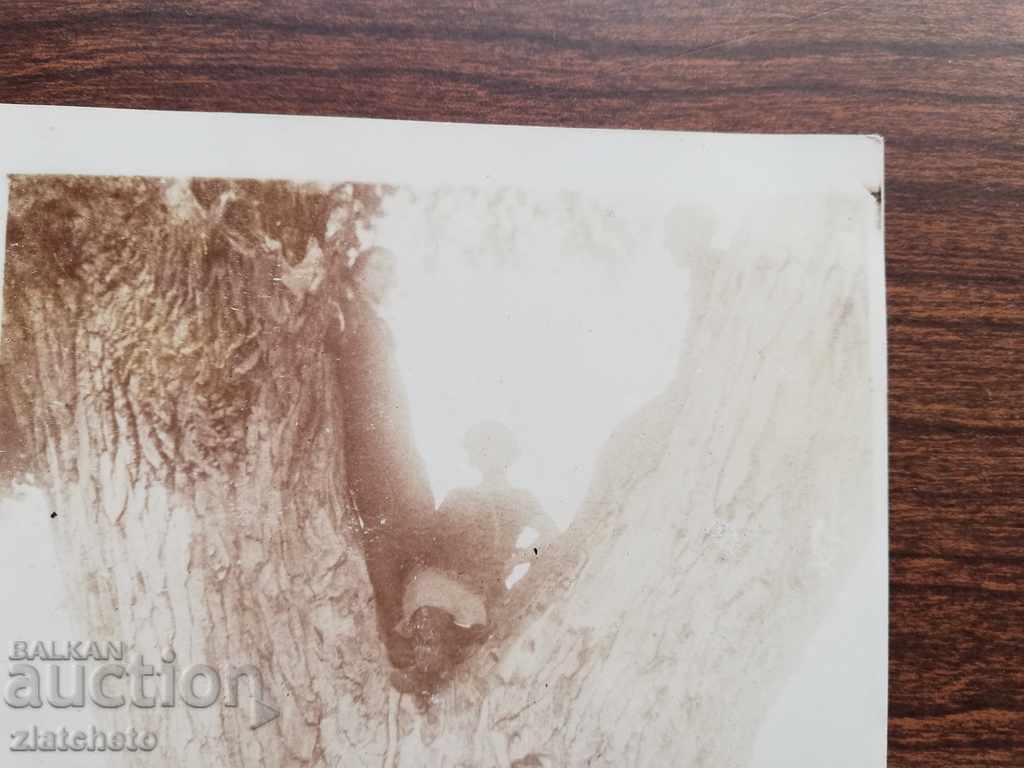 Old photo - a century-old tree with price 10.00 BGN | € 5.11 Old photo - a century-old tree with price 10.00 BGN | € 5.11
