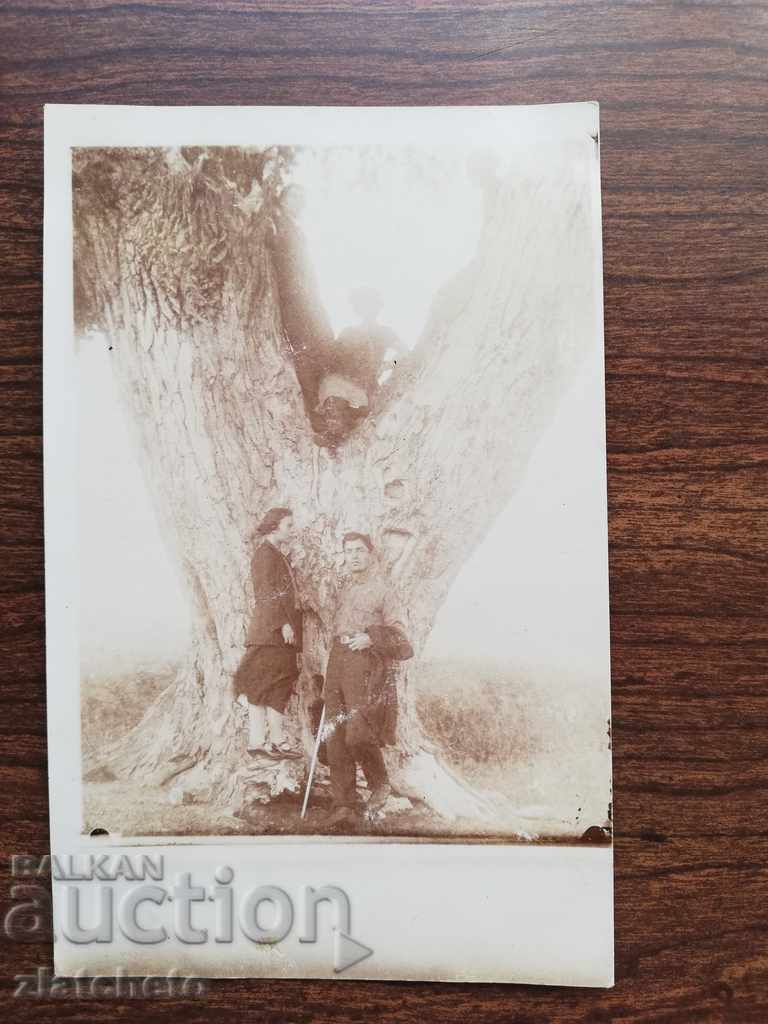 Fotografie veche - un copac vechi de un secol