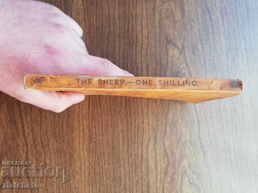 Auction Sheep: Our domestic breeds, & their treatment. 1862 Auction Sheep: Our domestic breeds, & their treatment. 1862