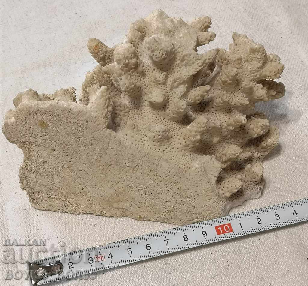 Ancient Fossil from White Coral with price 39.00 BGN | € 19.94