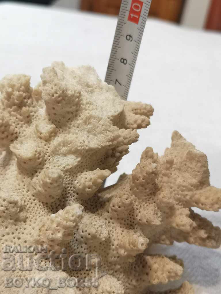 Auction  Ancient Fossil from White Coral
